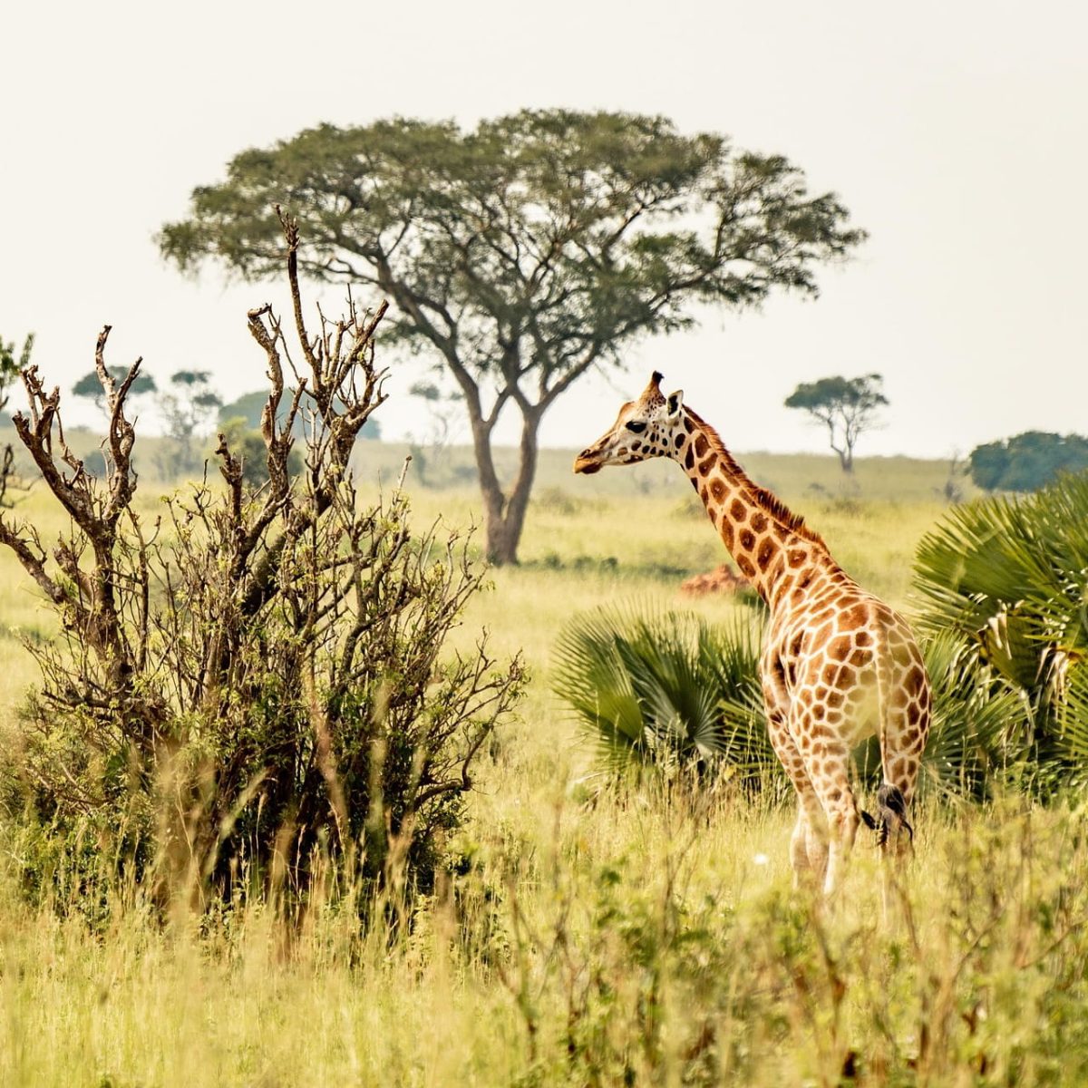 Wildlife