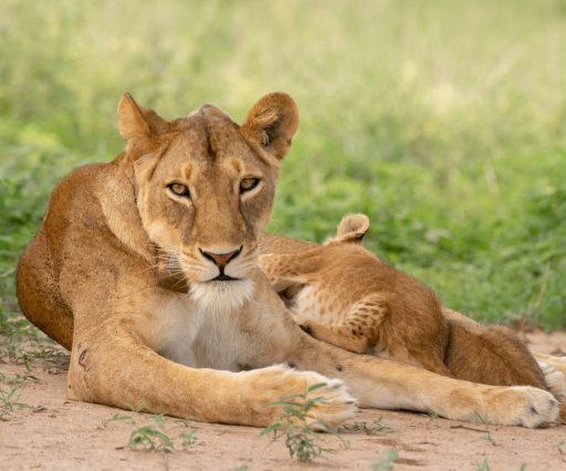 Wildlife