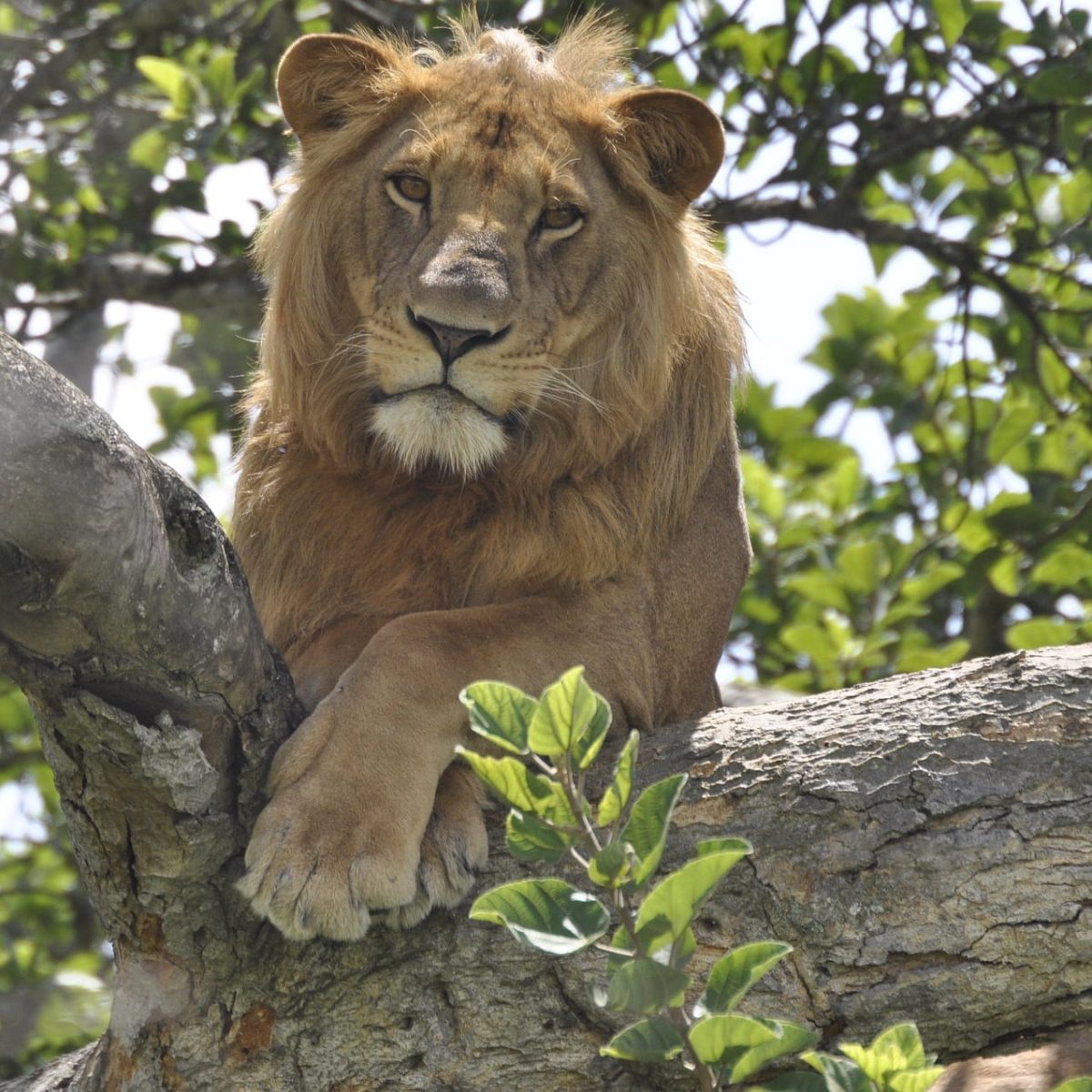 Wildlife