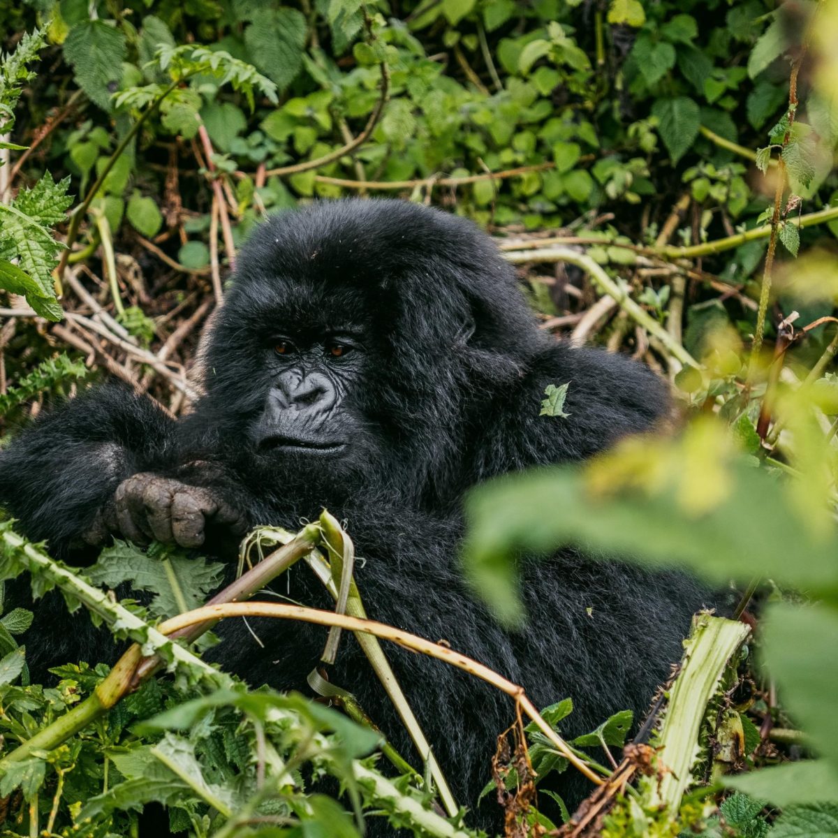 Gorillas