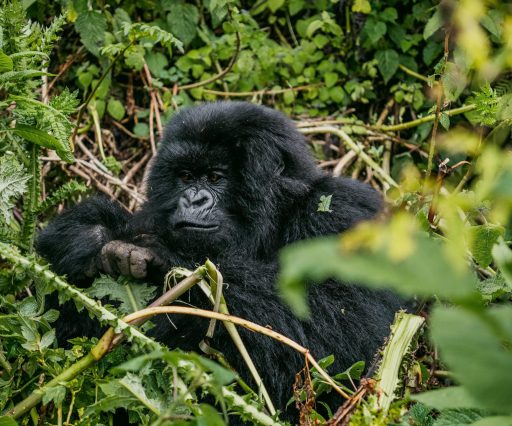 Gorillas
