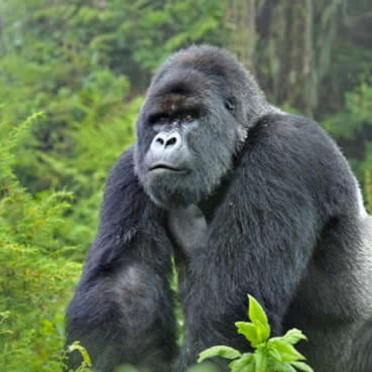 Gorillas