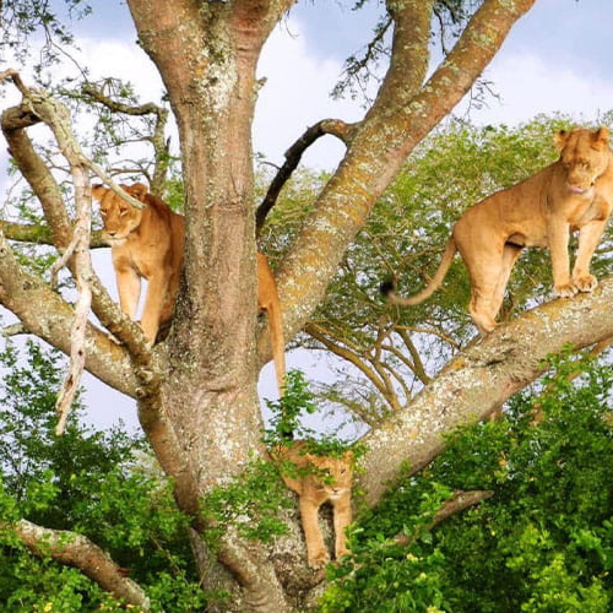 Wildlife
