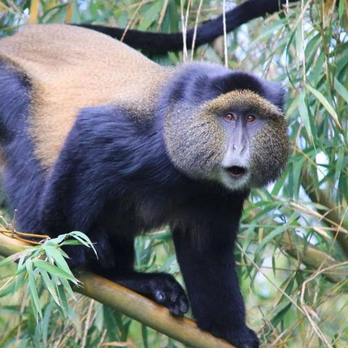 Wildlife