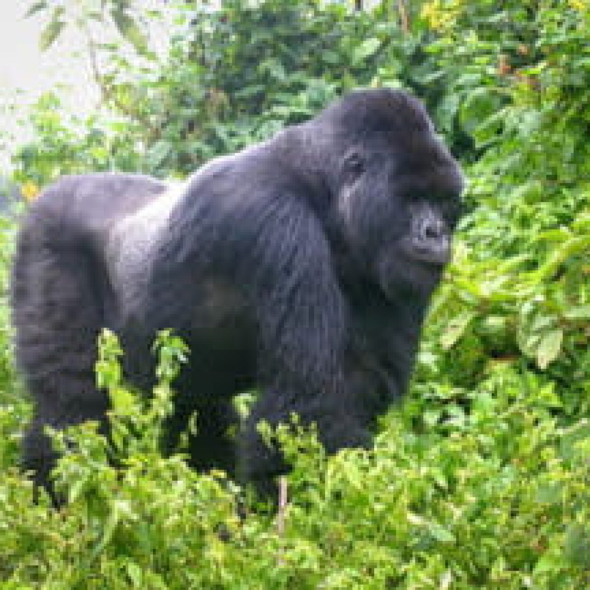 Gorillas
