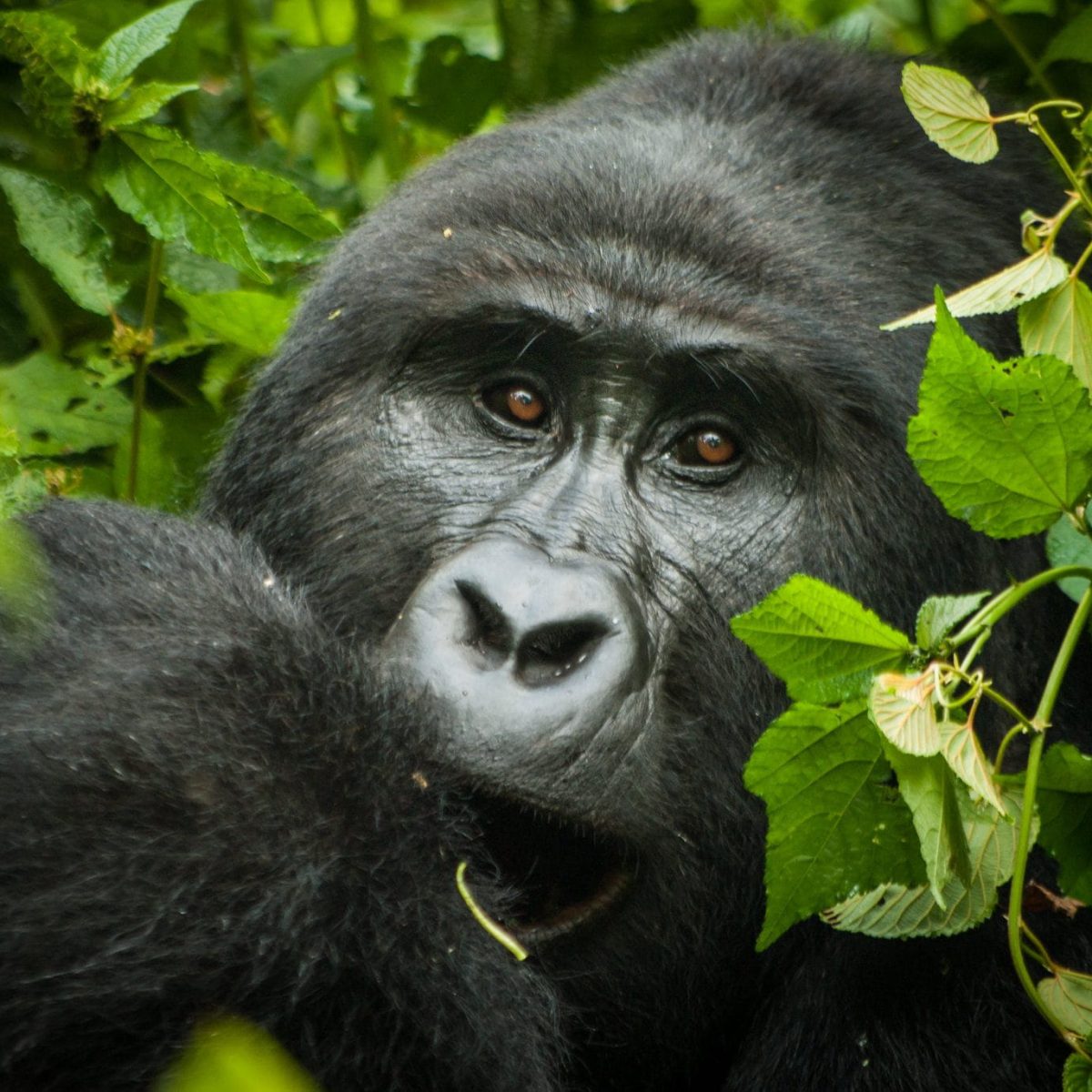 Gorillas