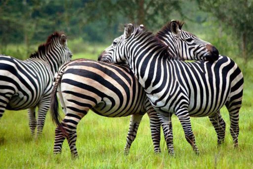 2 Day Lake Mburo National Park Safari