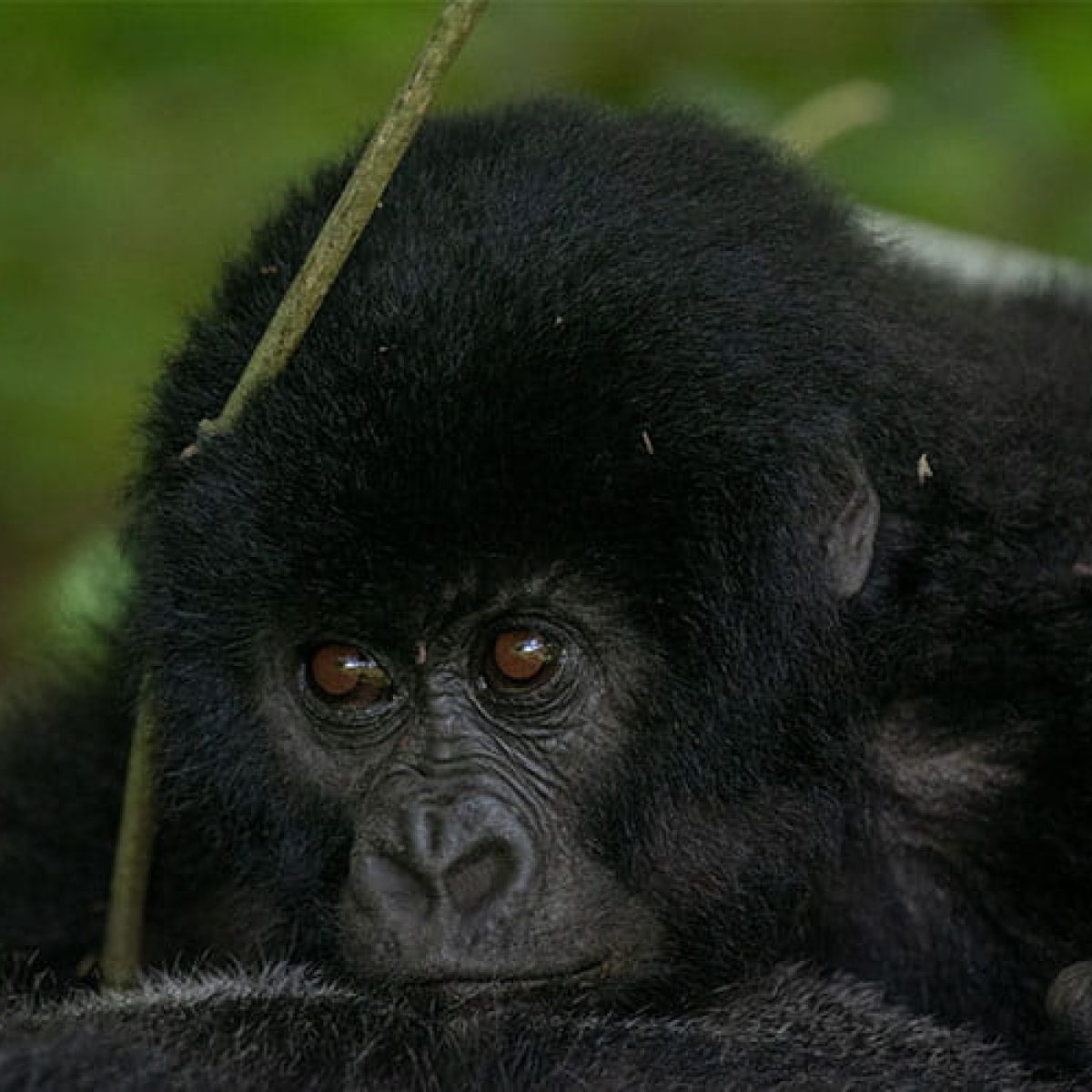 Gorillas